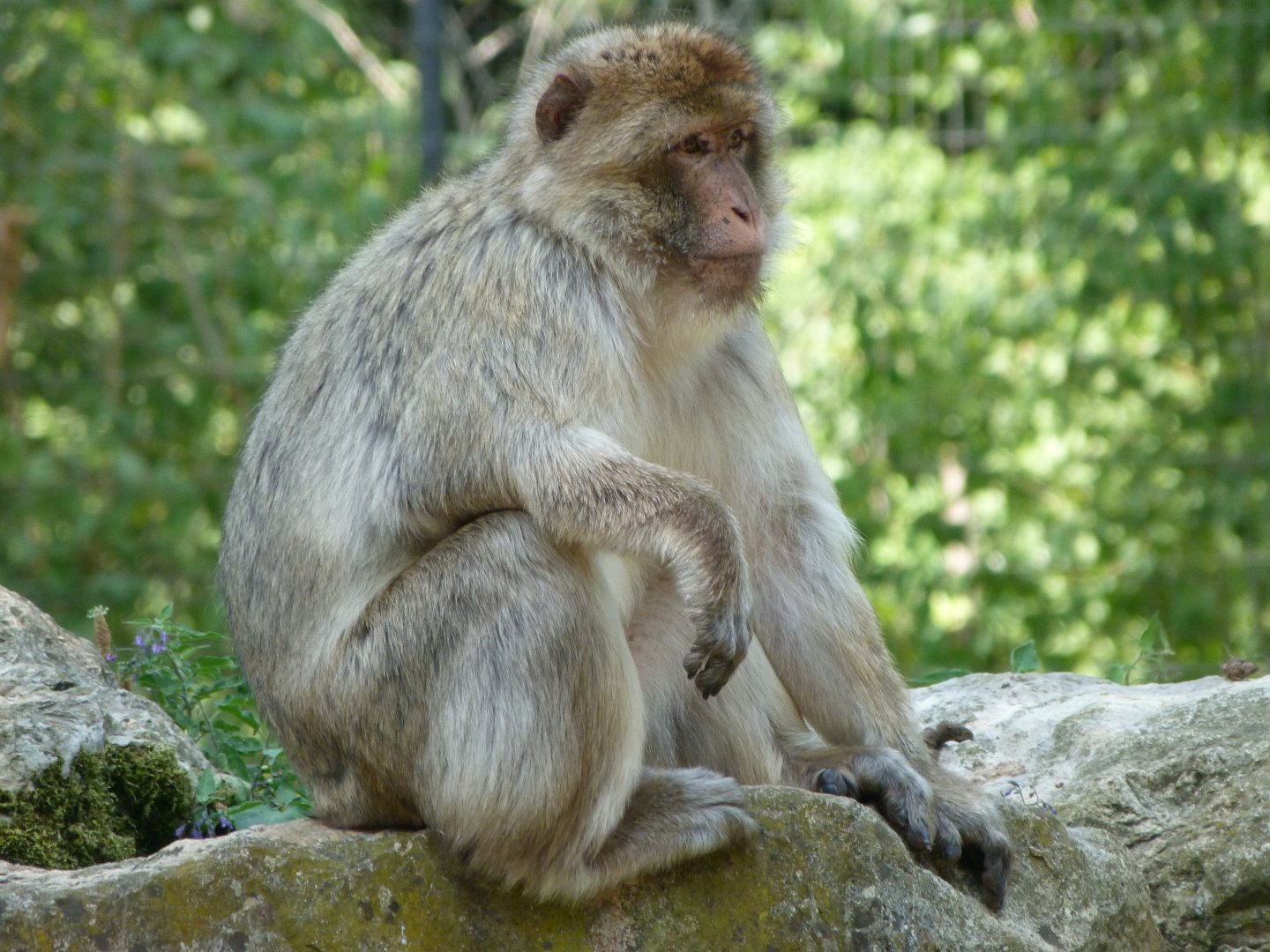 Barbary macaque -Zoodyssée (2025)