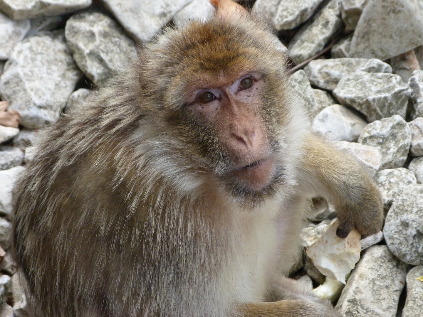 Barbary macaque -Zoodyssée (2025)