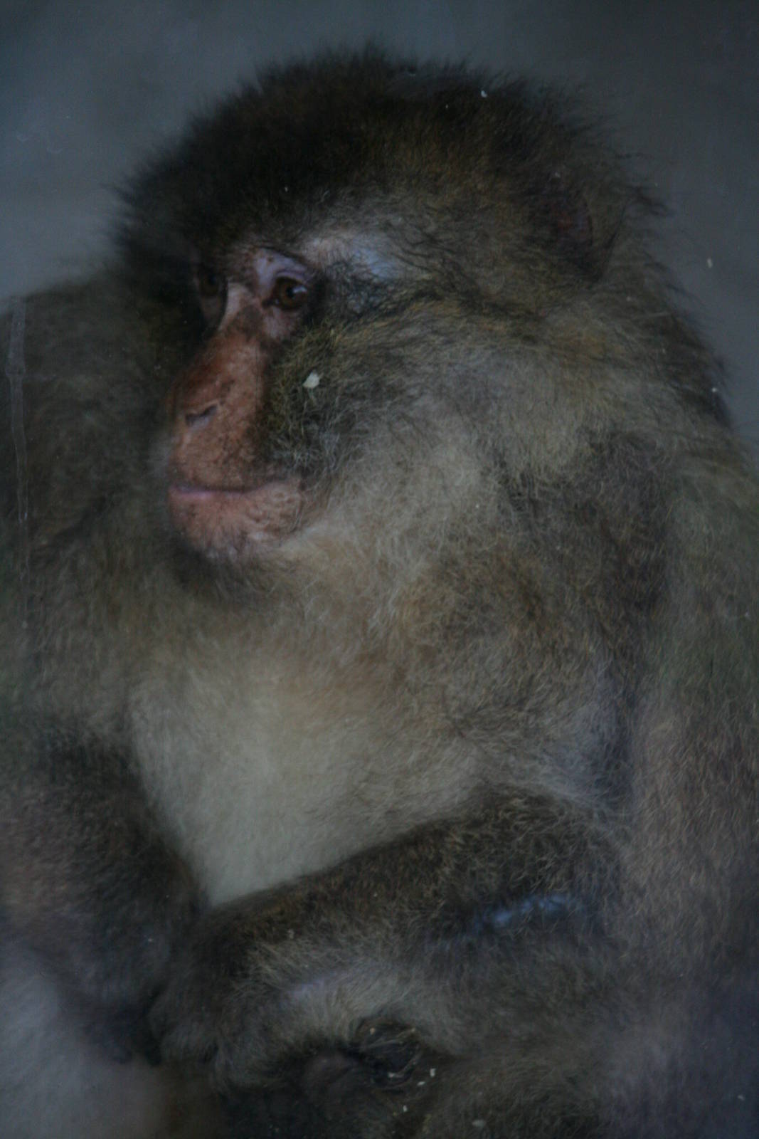 Barbary macaque
