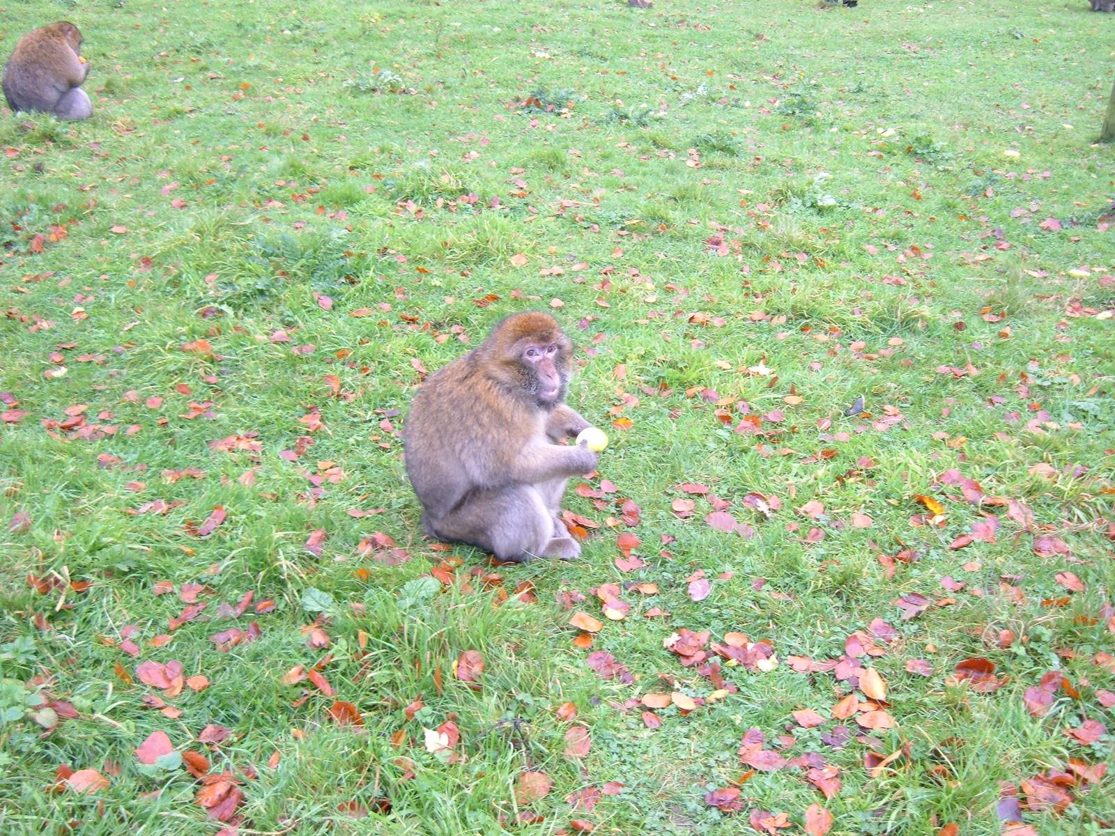 Barbary Macaque