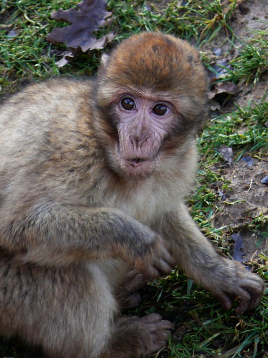 Barbary macaque