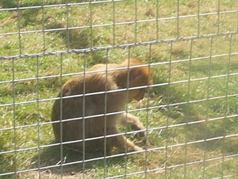 barbary macaque