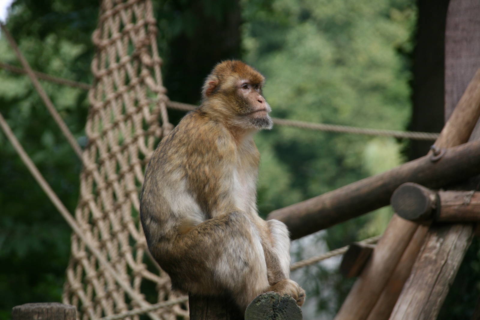 Barbary macaque