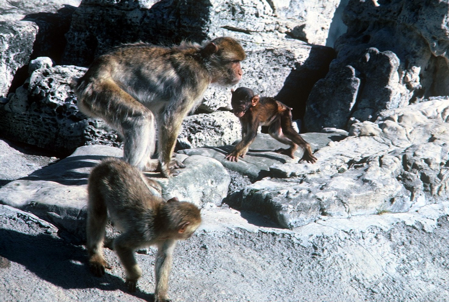 Barbary Macaque