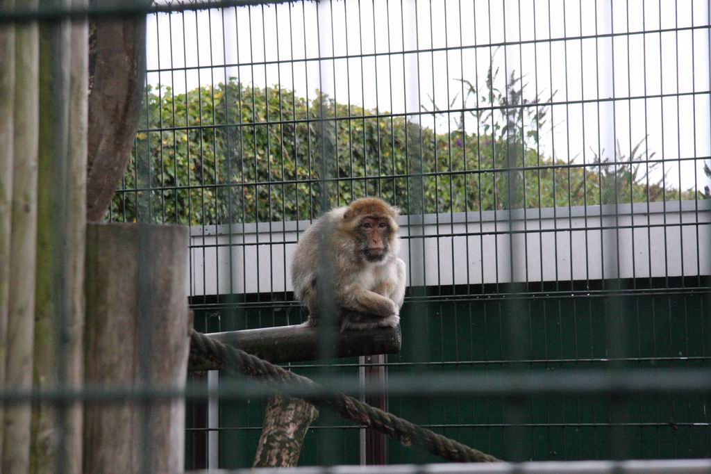 Barbary macaque