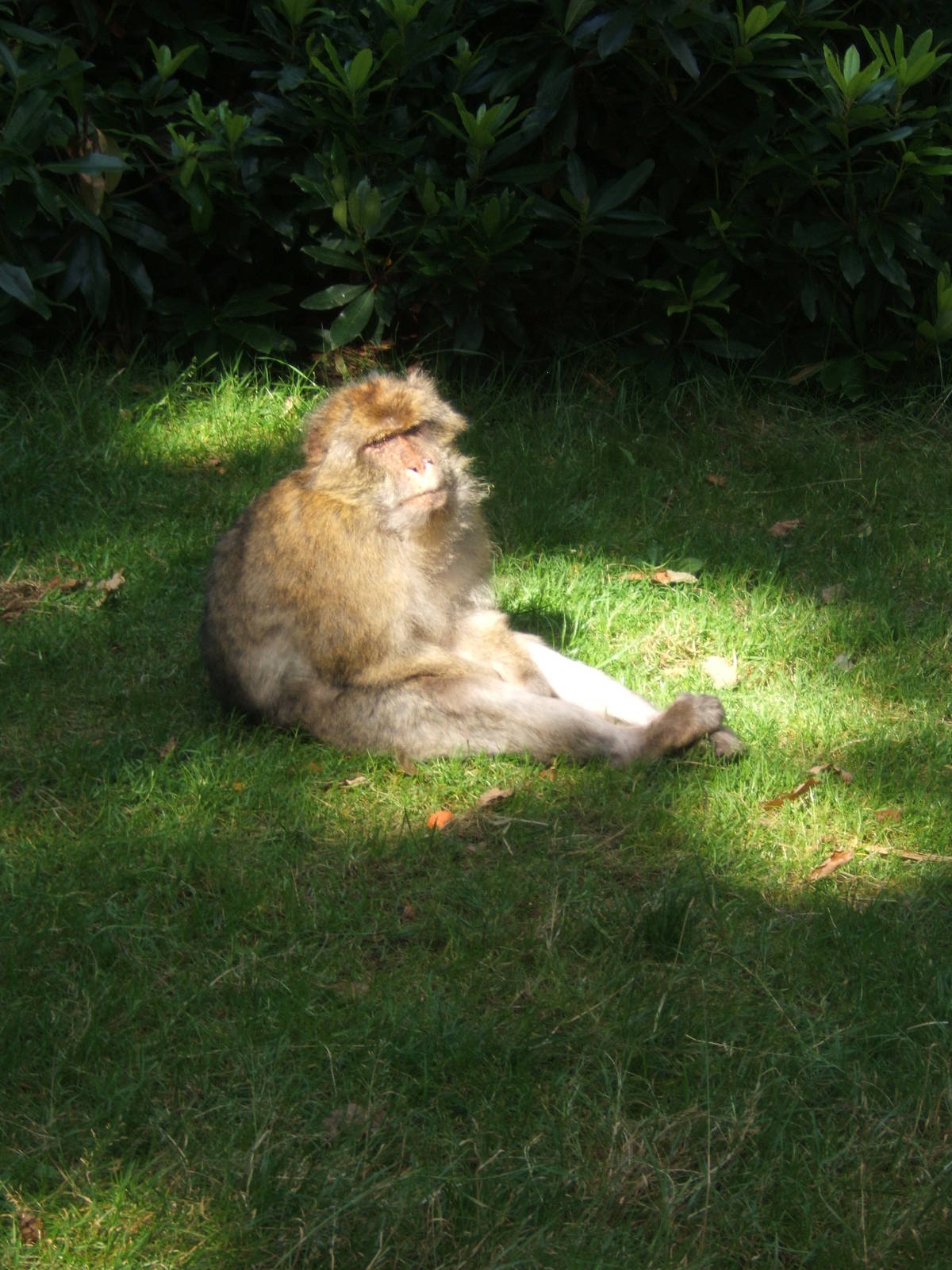 Barbary Macaque