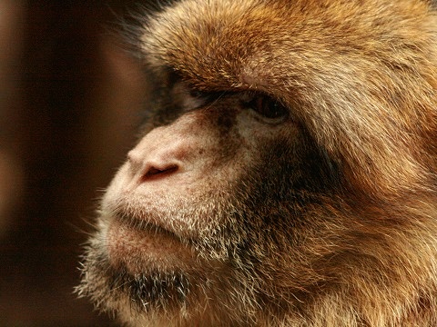 Barbary Macaque
