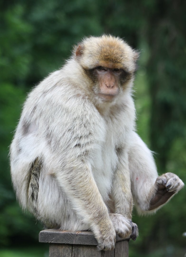 Barbary macaque