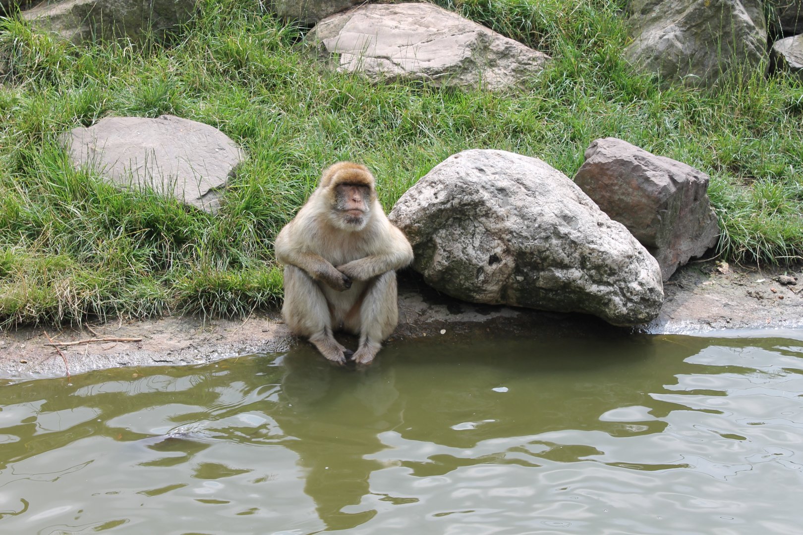 Barbary macaque