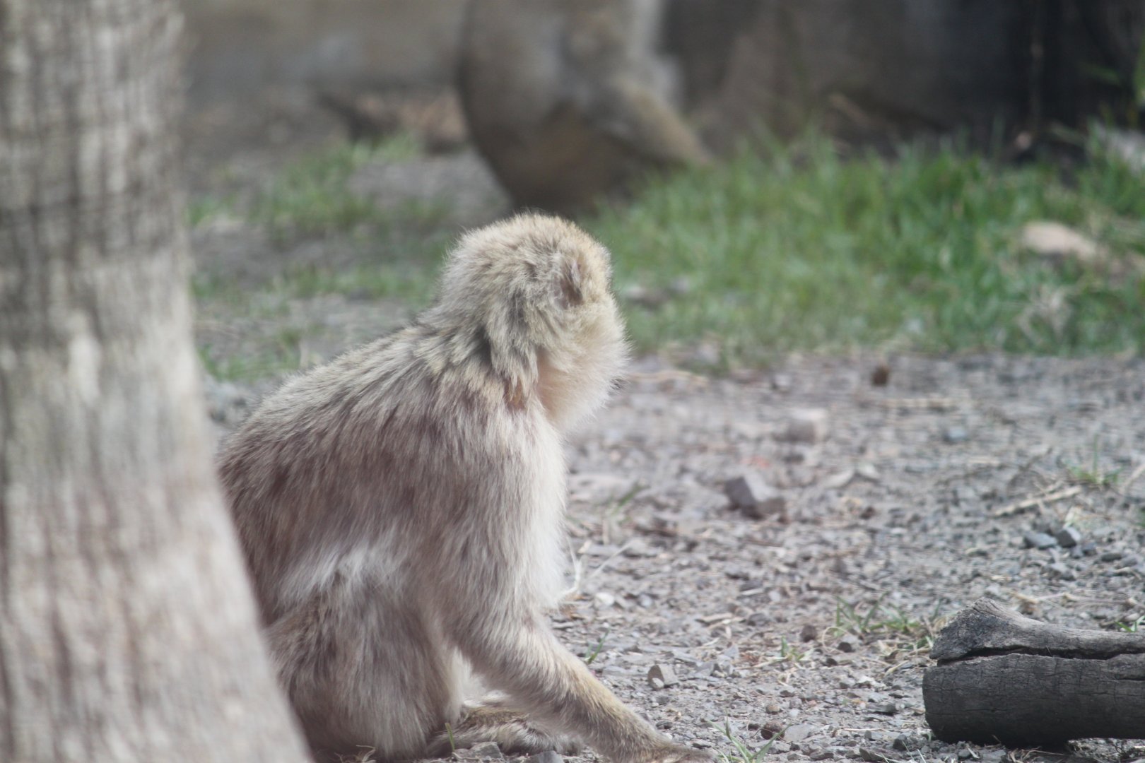 Barbary macaque