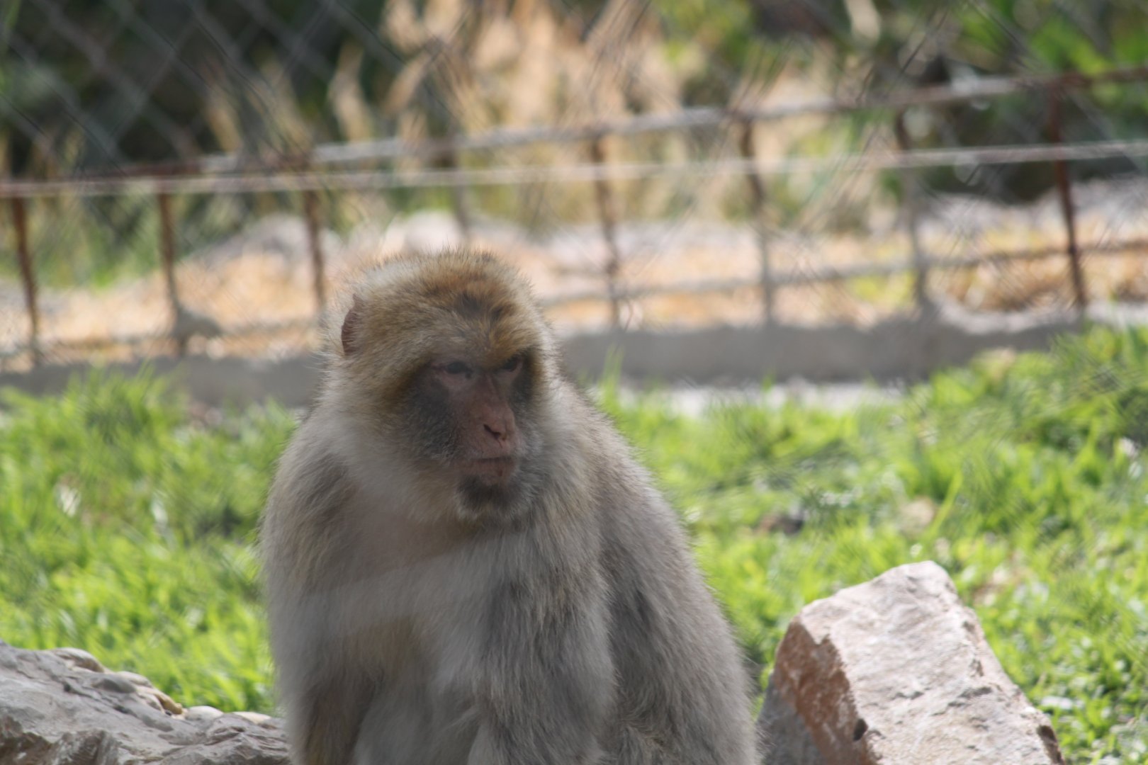 Barbary Macaque