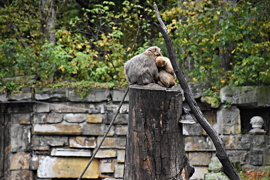Barbary macaque