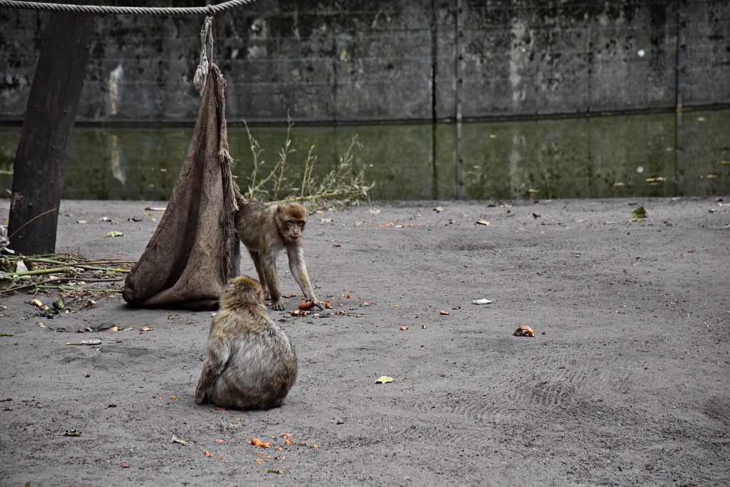 Barbary macaque