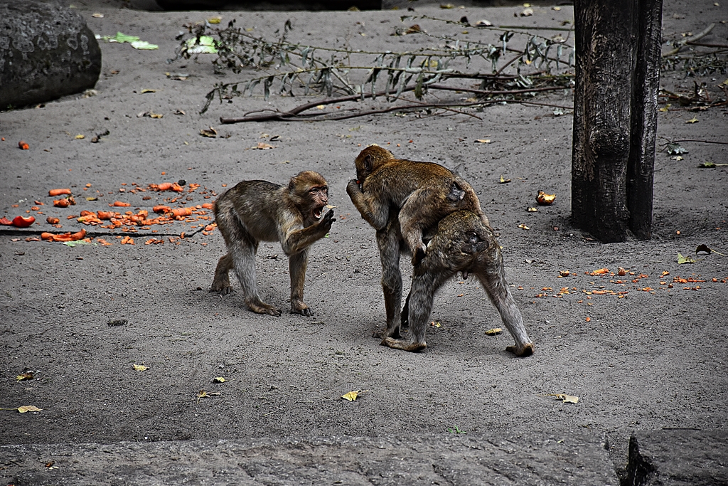 Barbary macaque