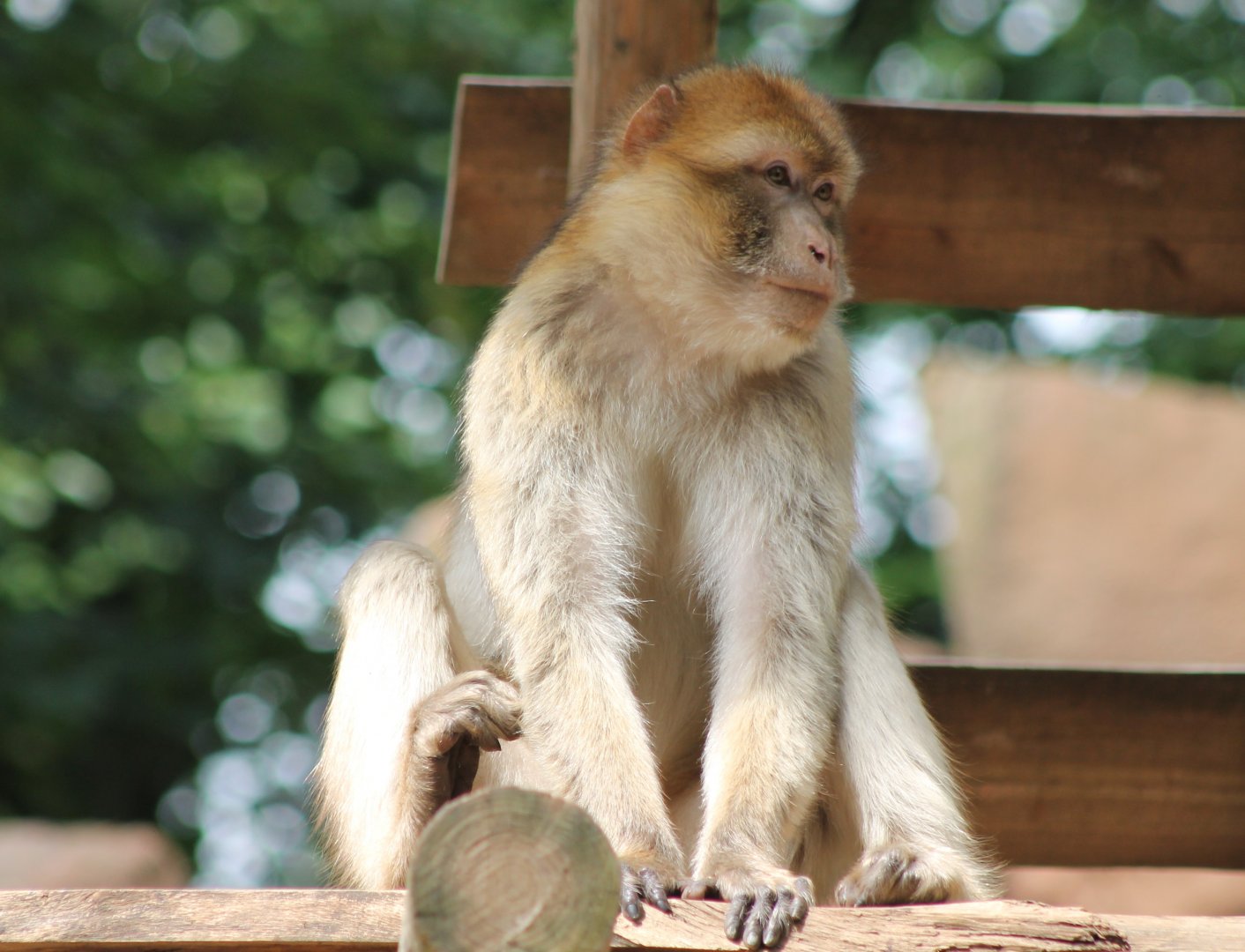 Barbary macaque