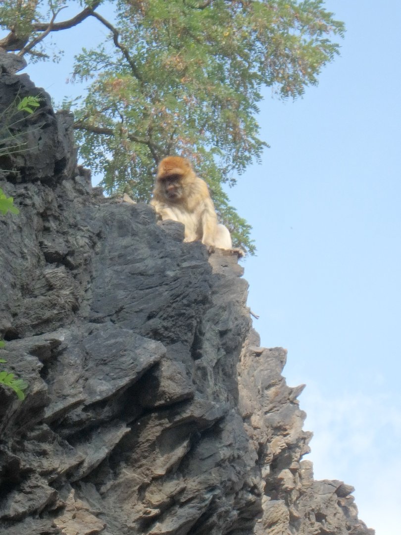 Barbary macaque