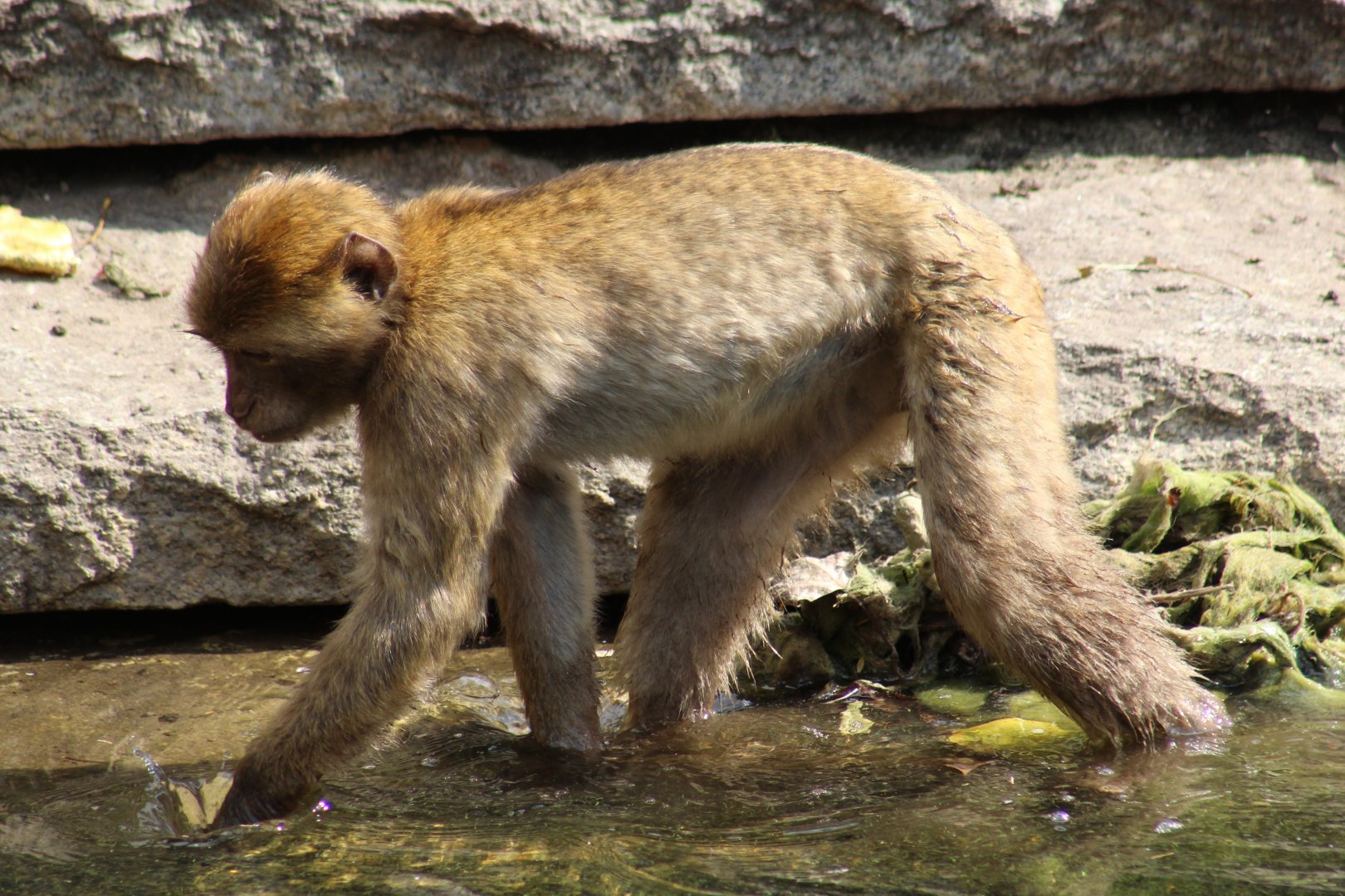 Barbary Macaque