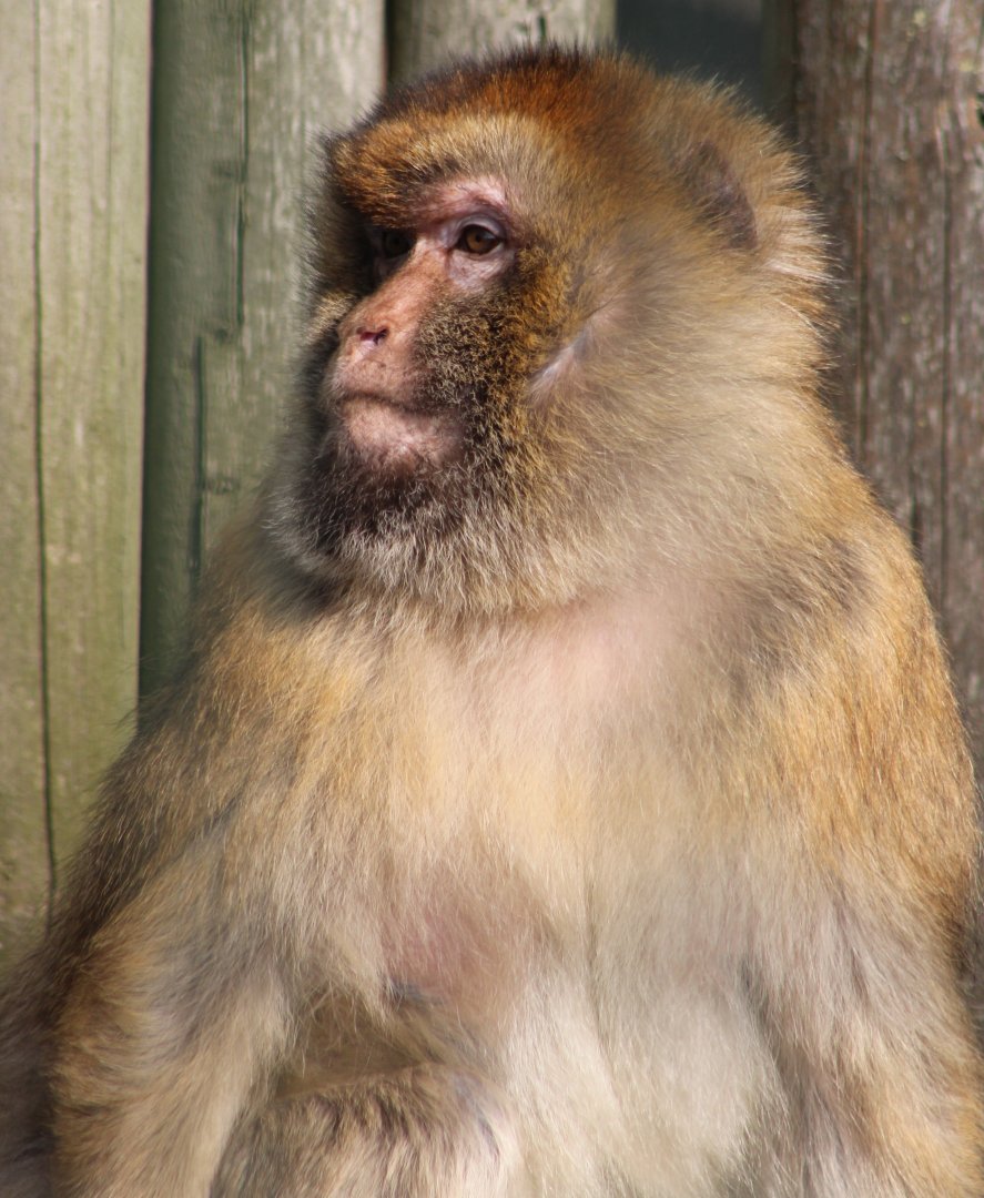 Barbary macaque