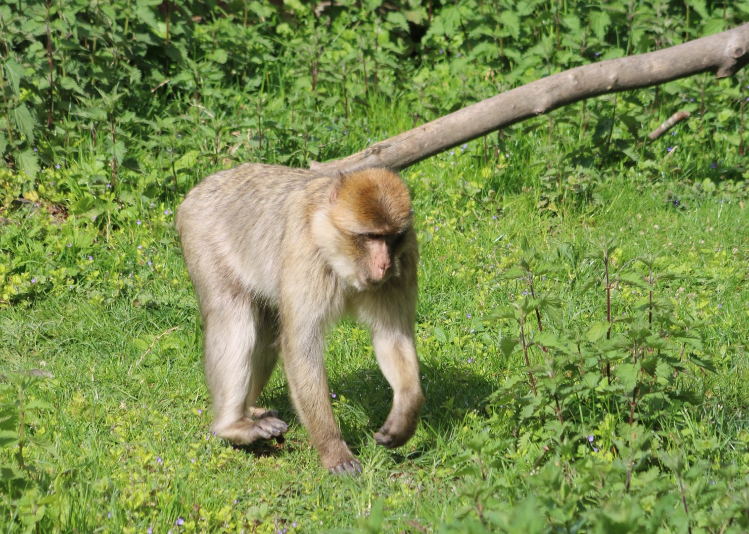 Barbary macaque