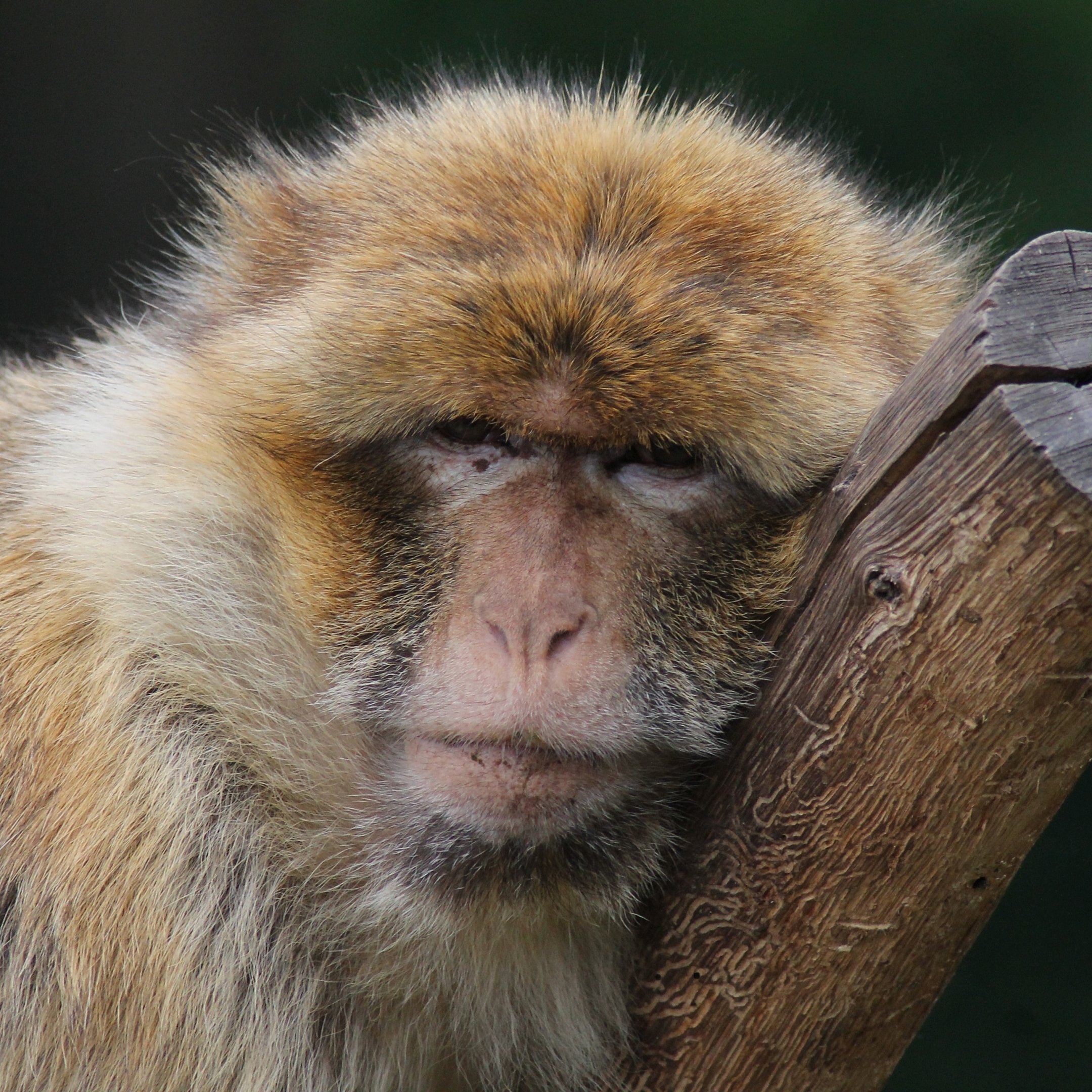 Barbary macaque