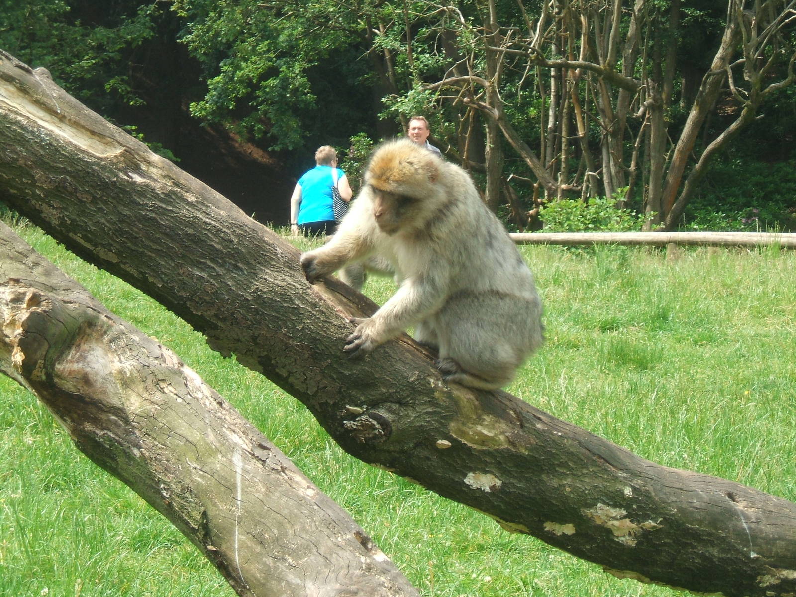 Barbary Macaque