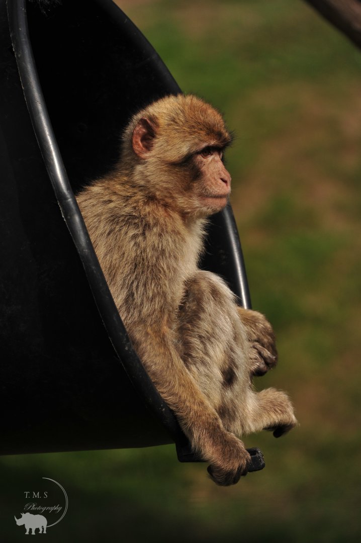 Barbary Macaque