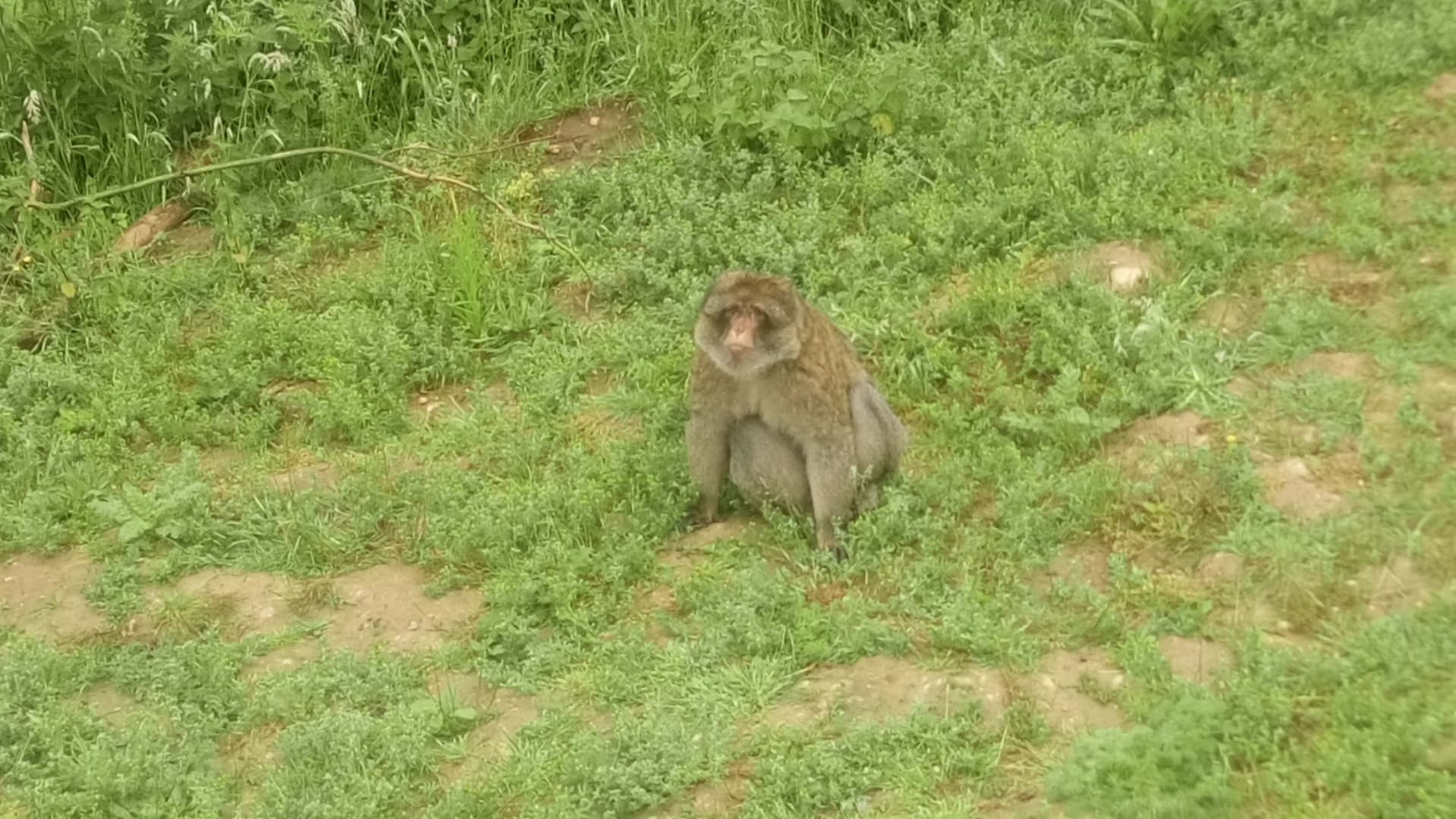 Barbary macaque