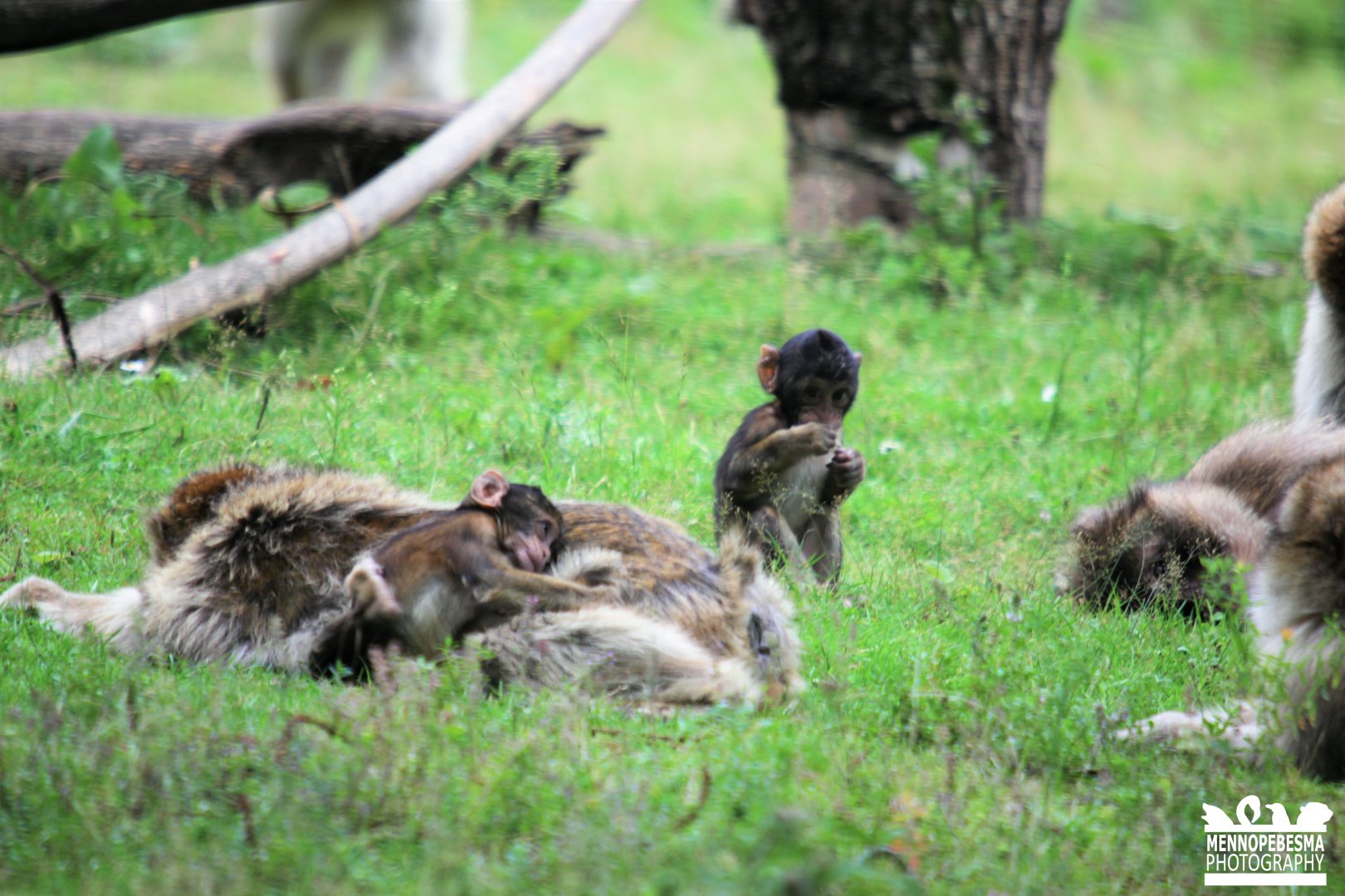 Barbary macaque
