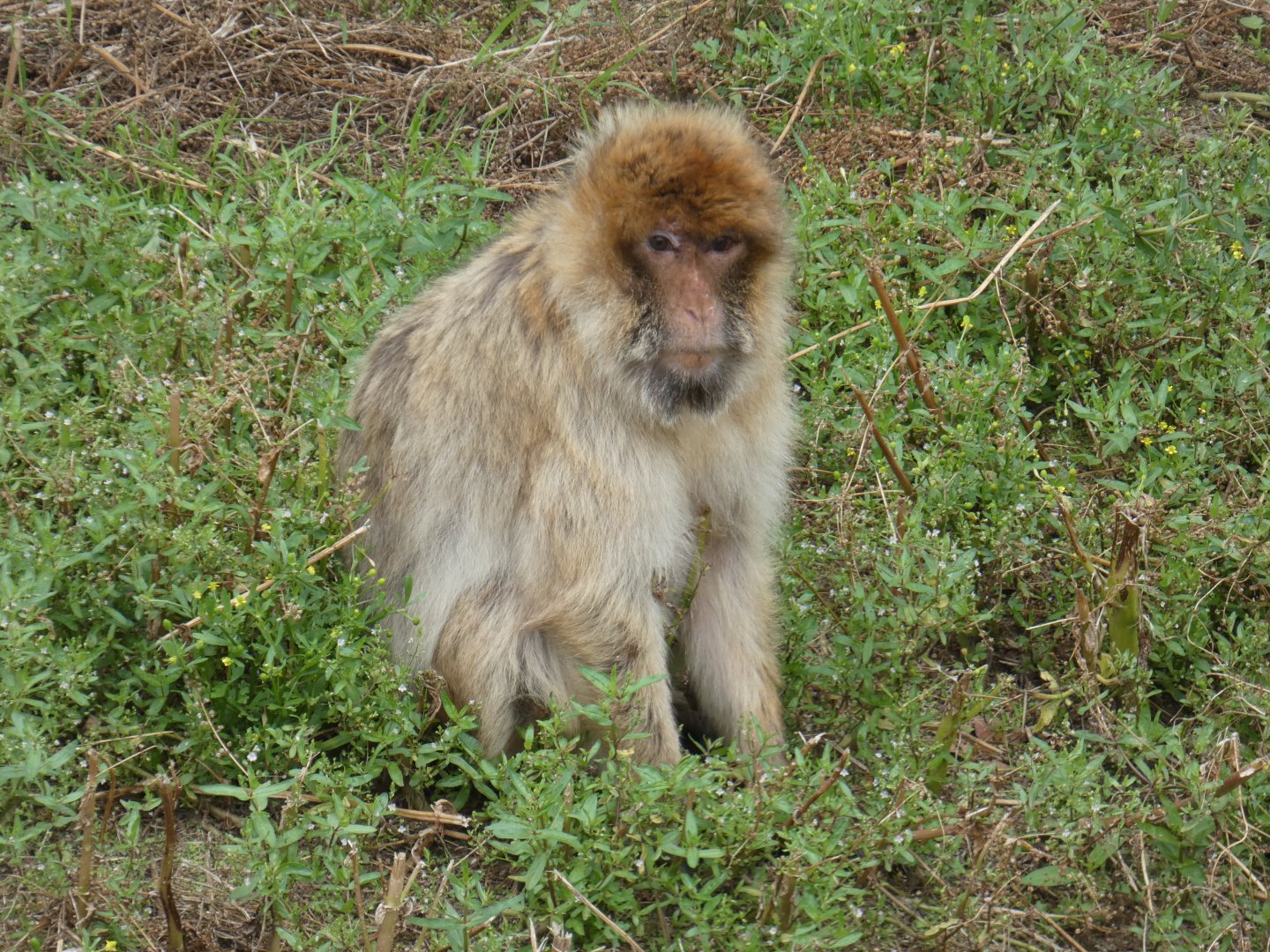 Barbary macaque
