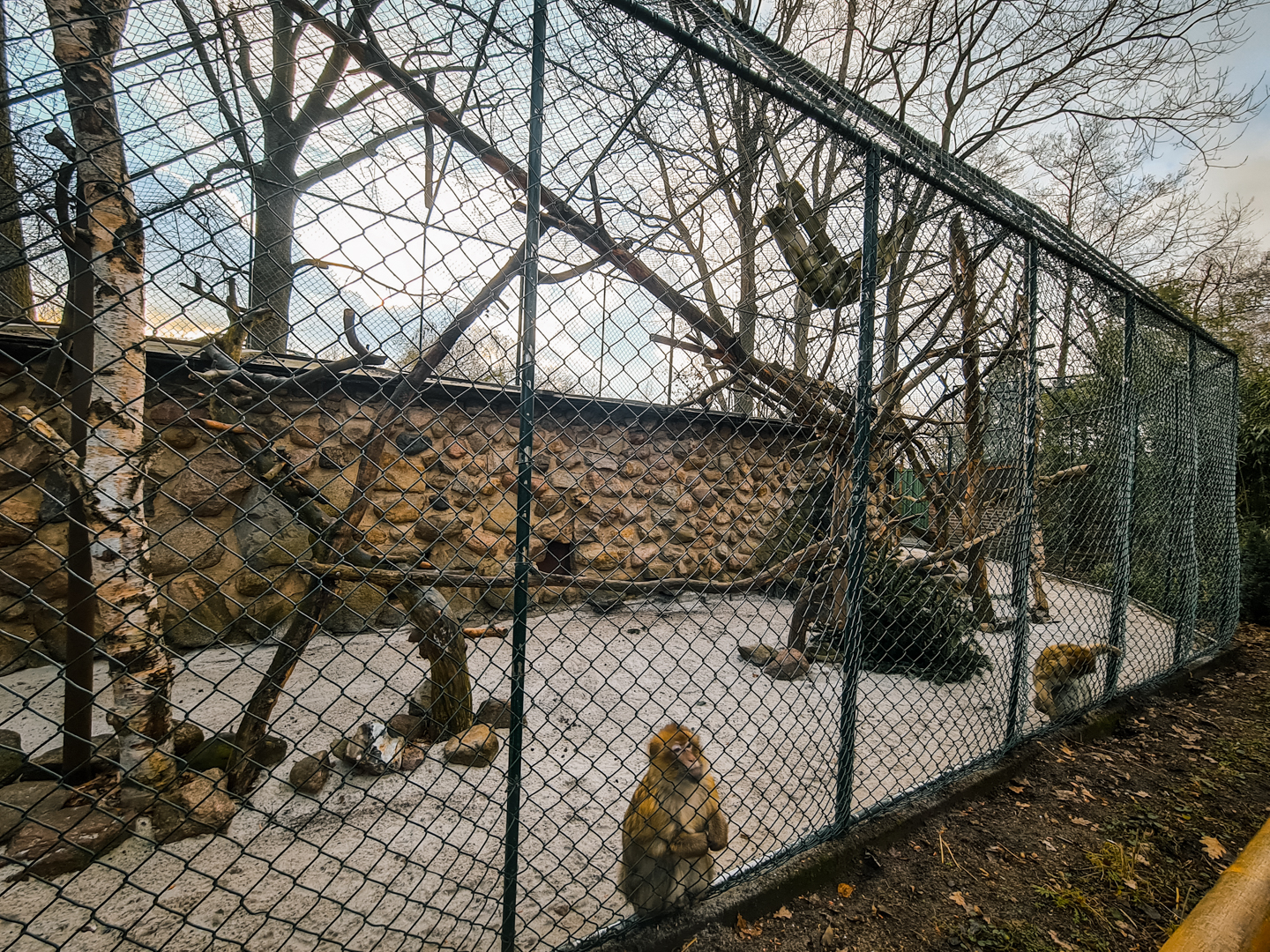 Barbary Macaque