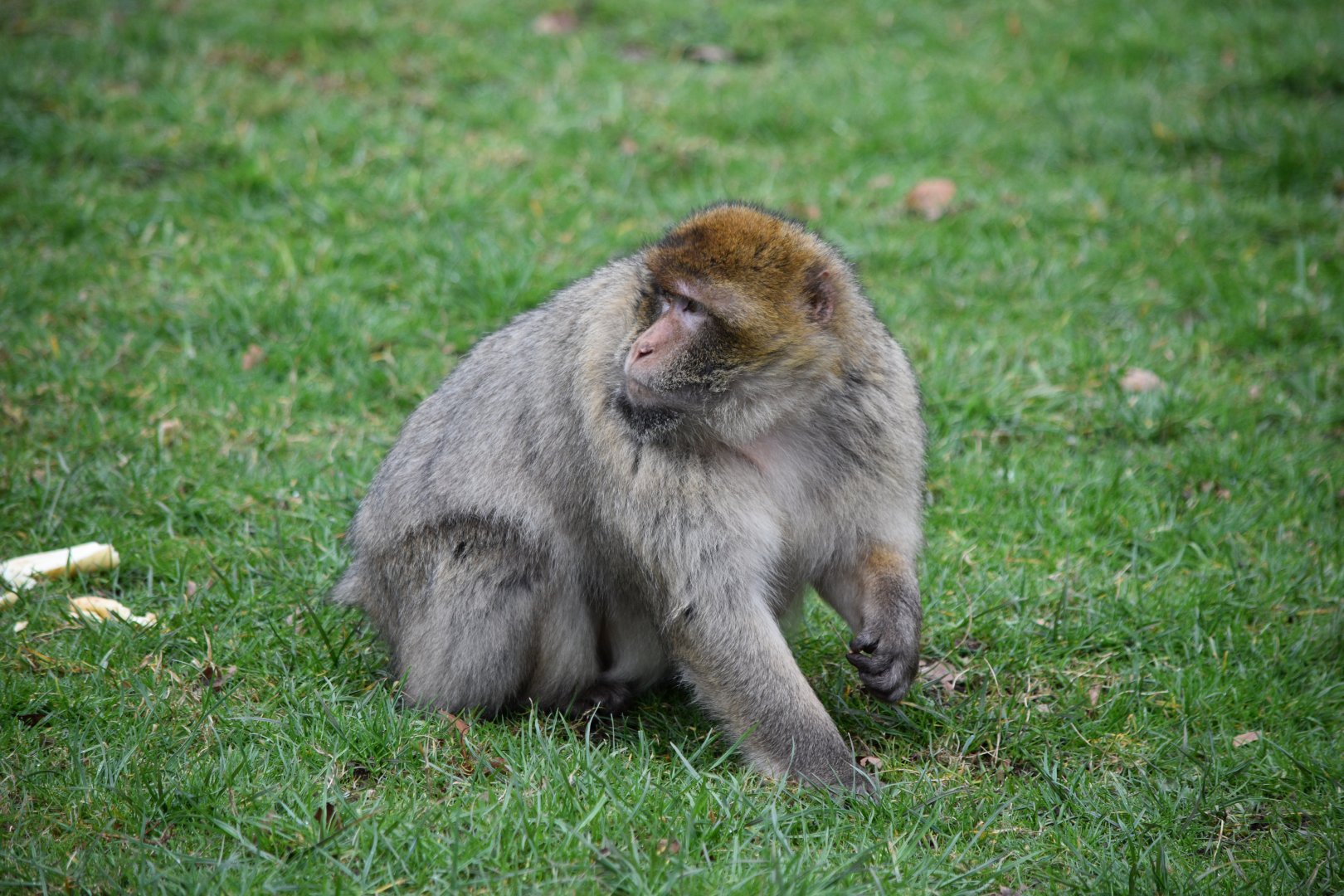 Barbary macaque