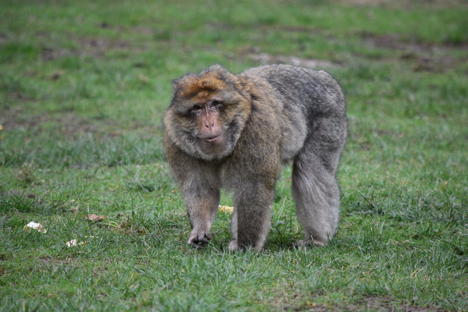 Barbary macaque