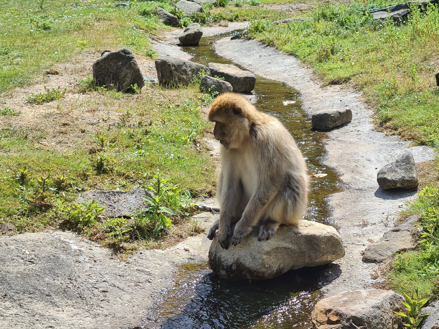 Barbary macaque