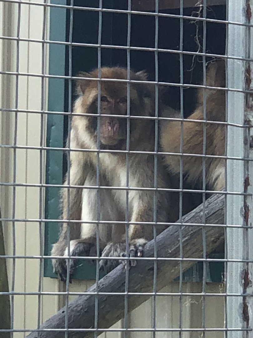 Barbary Macaque