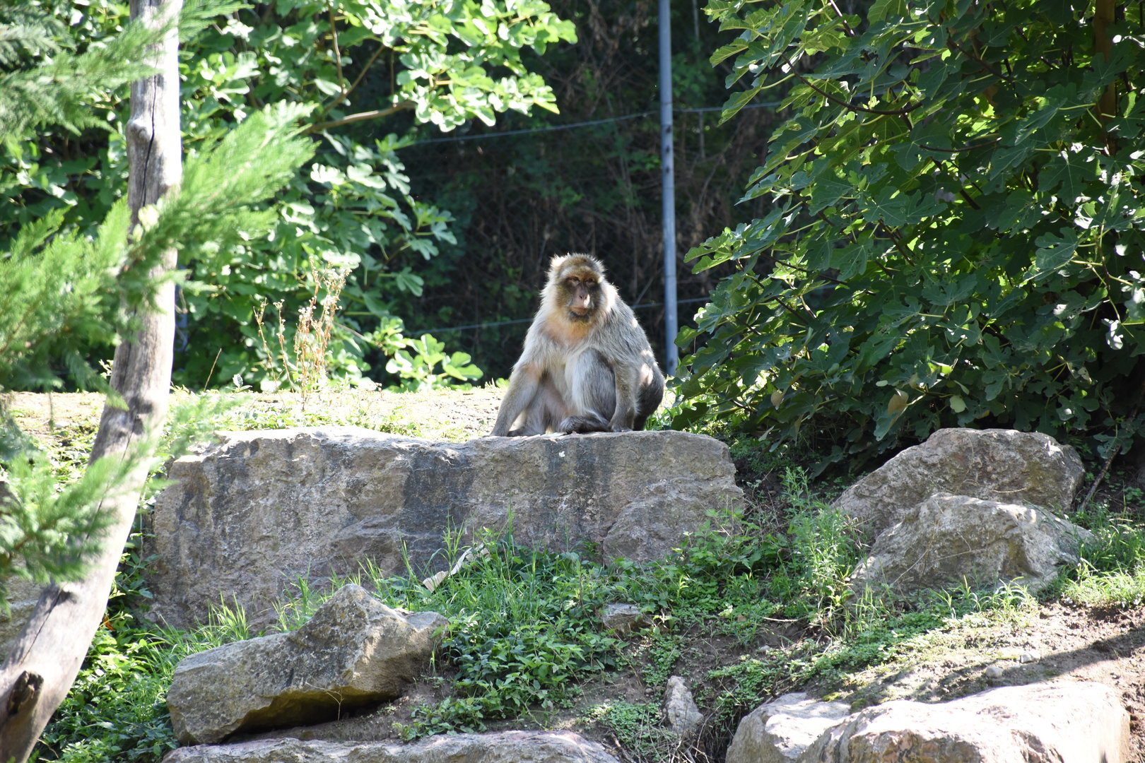 Barbary macaque