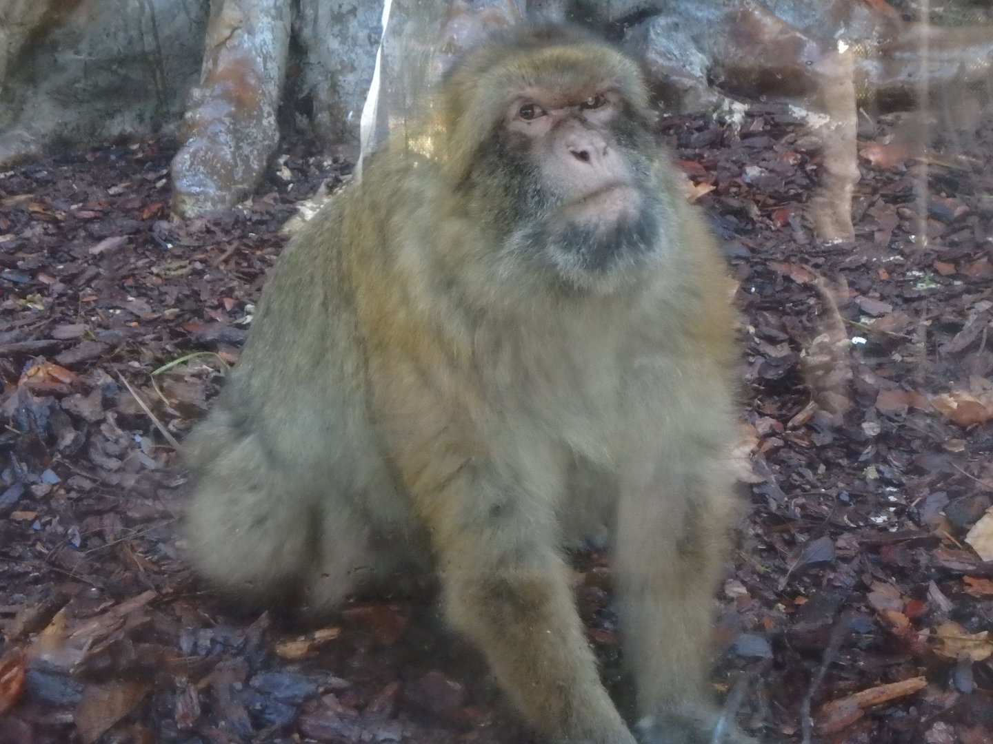 Barbary macaque