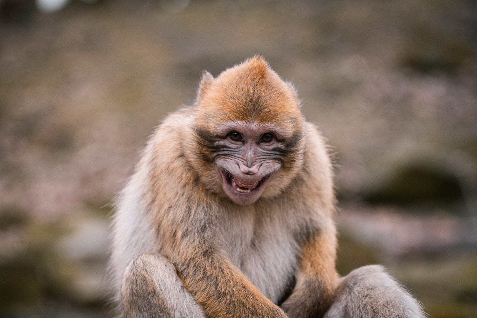 Barbary Macaque