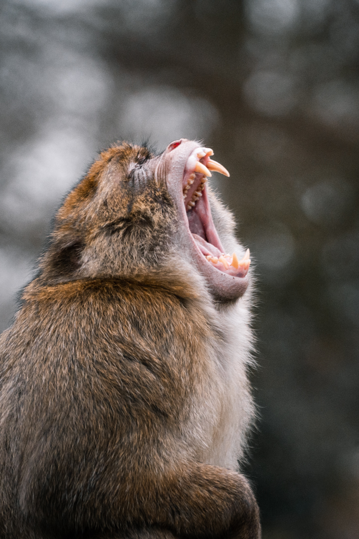 Barbary Macaque