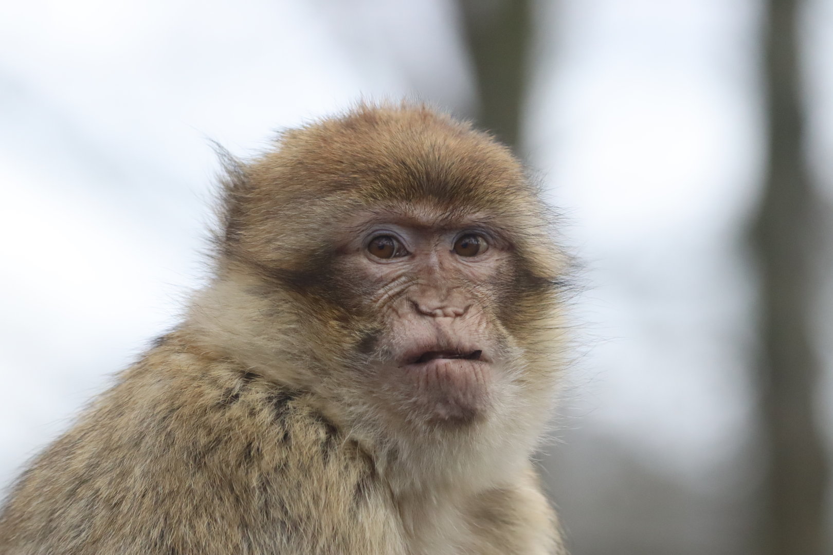 Barbary Macaque