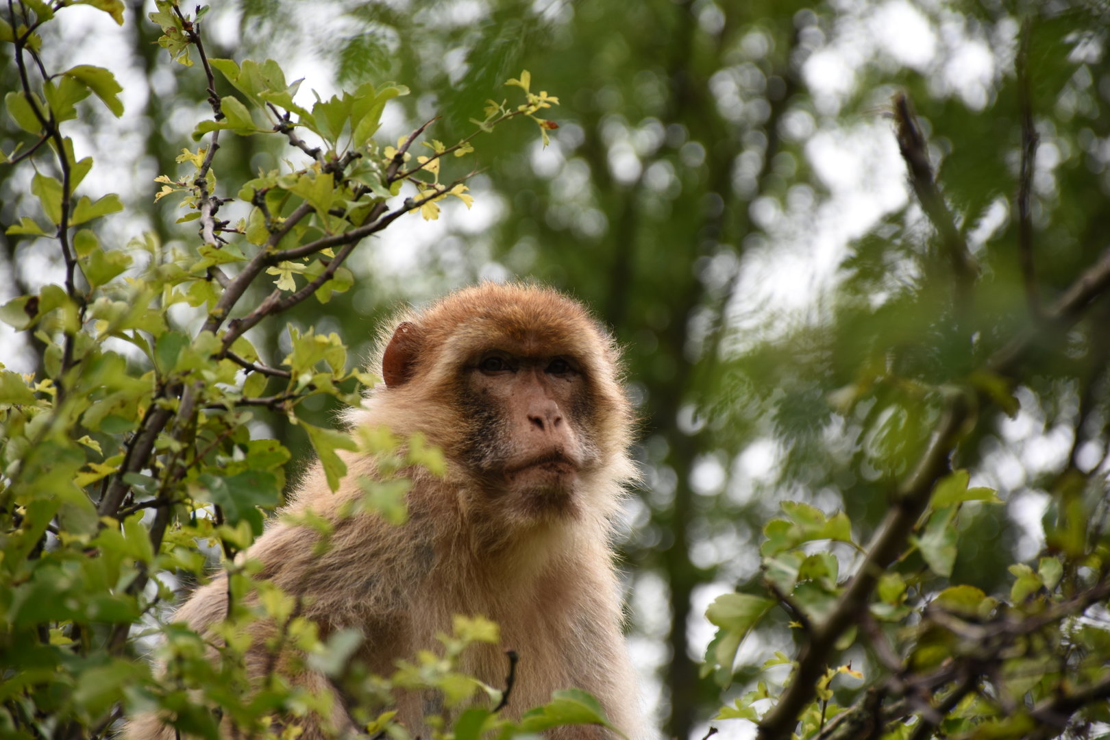 Barbary macaque