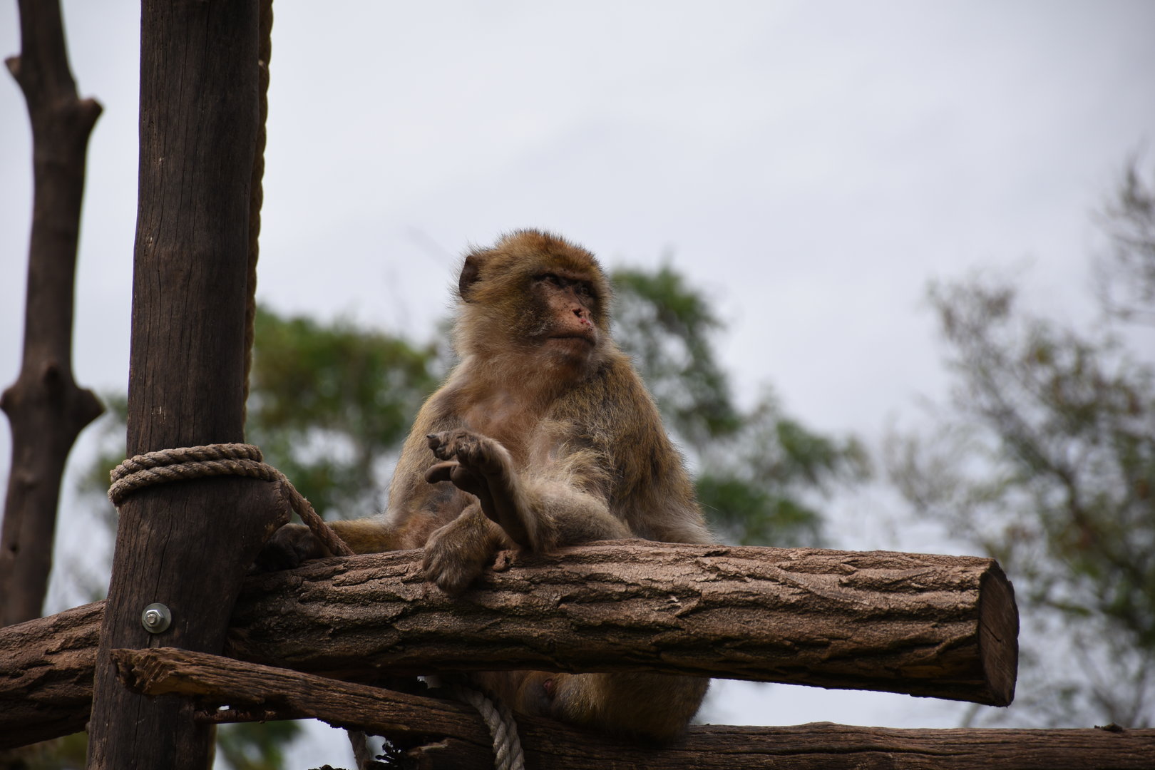 Barbary macaque