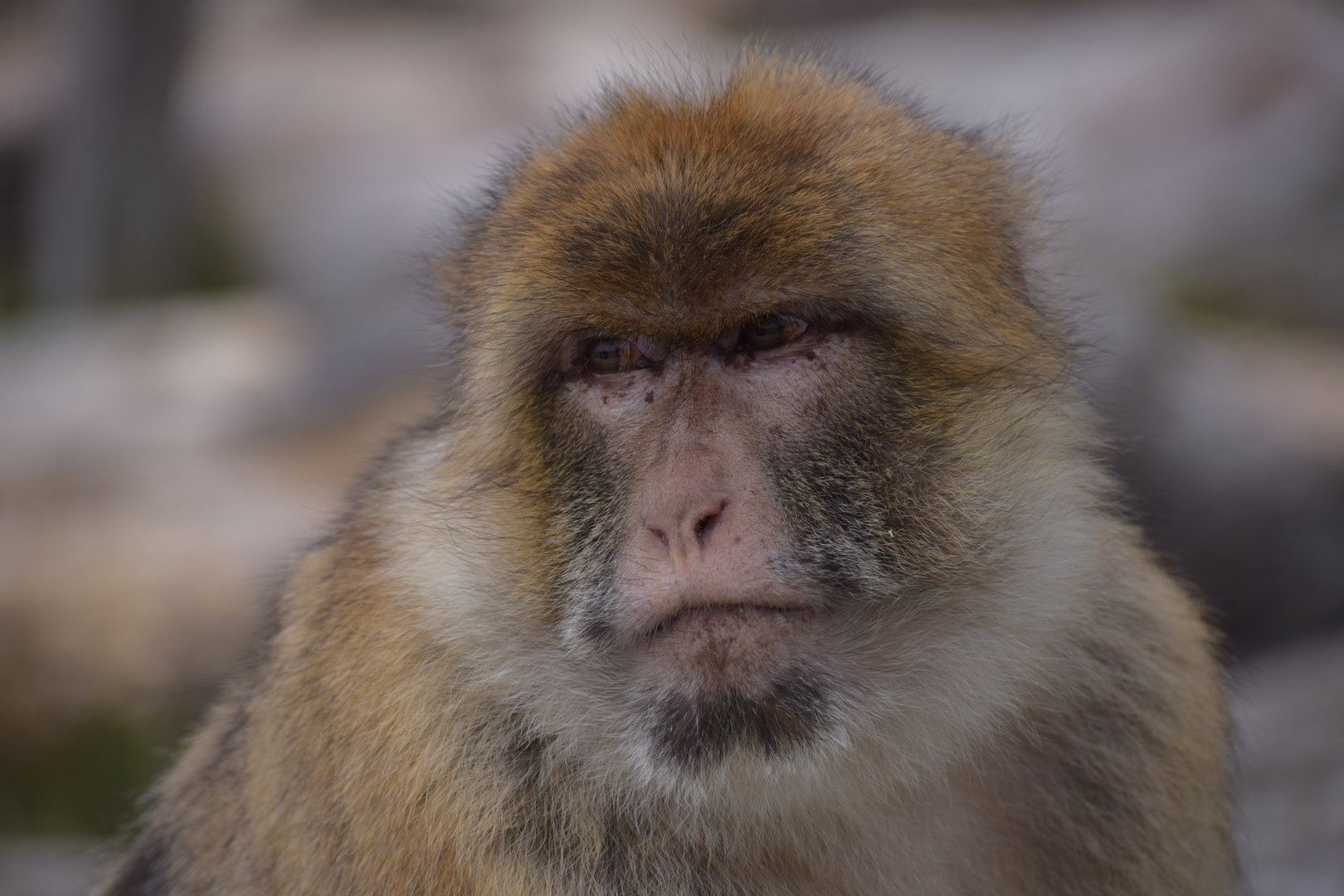 Barbary macaque