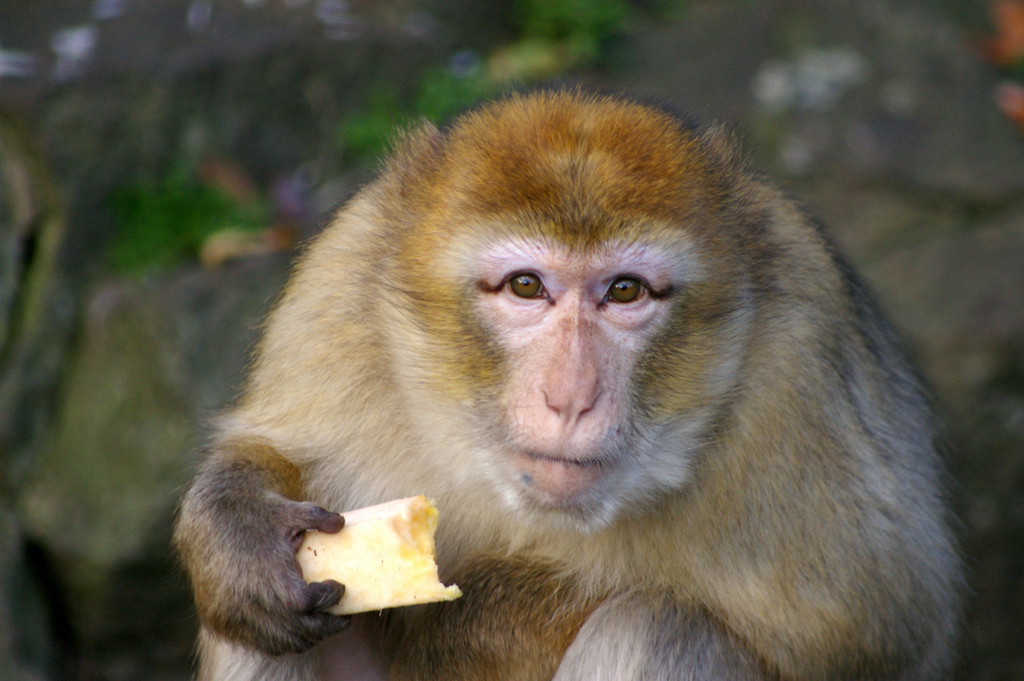 Barbary Macaque