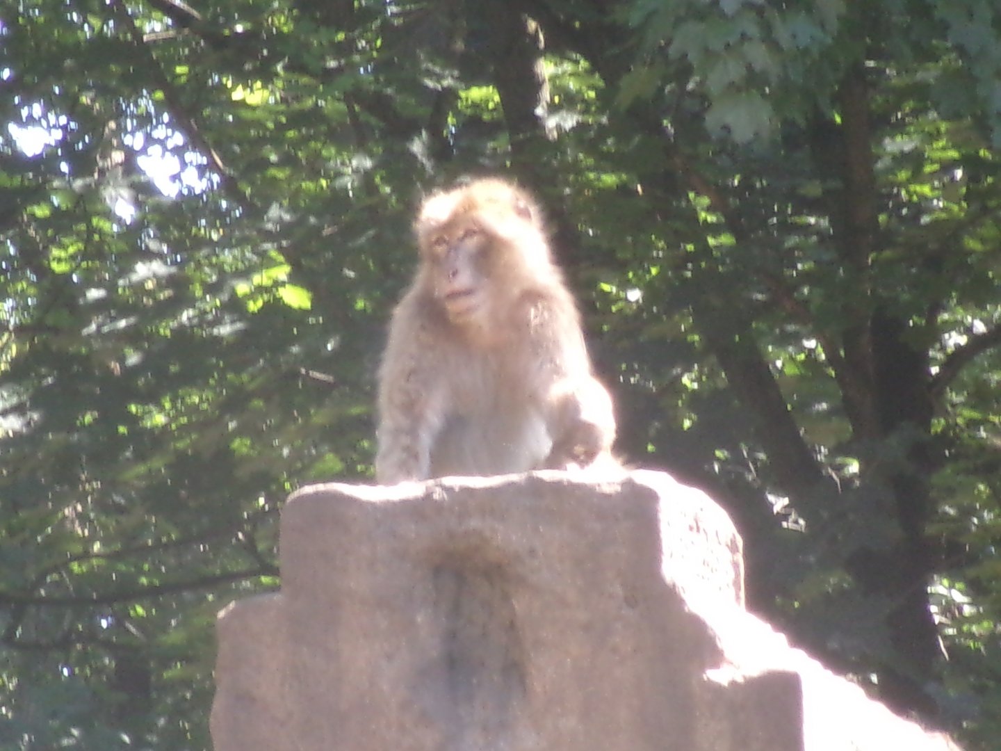 Barbary macaque