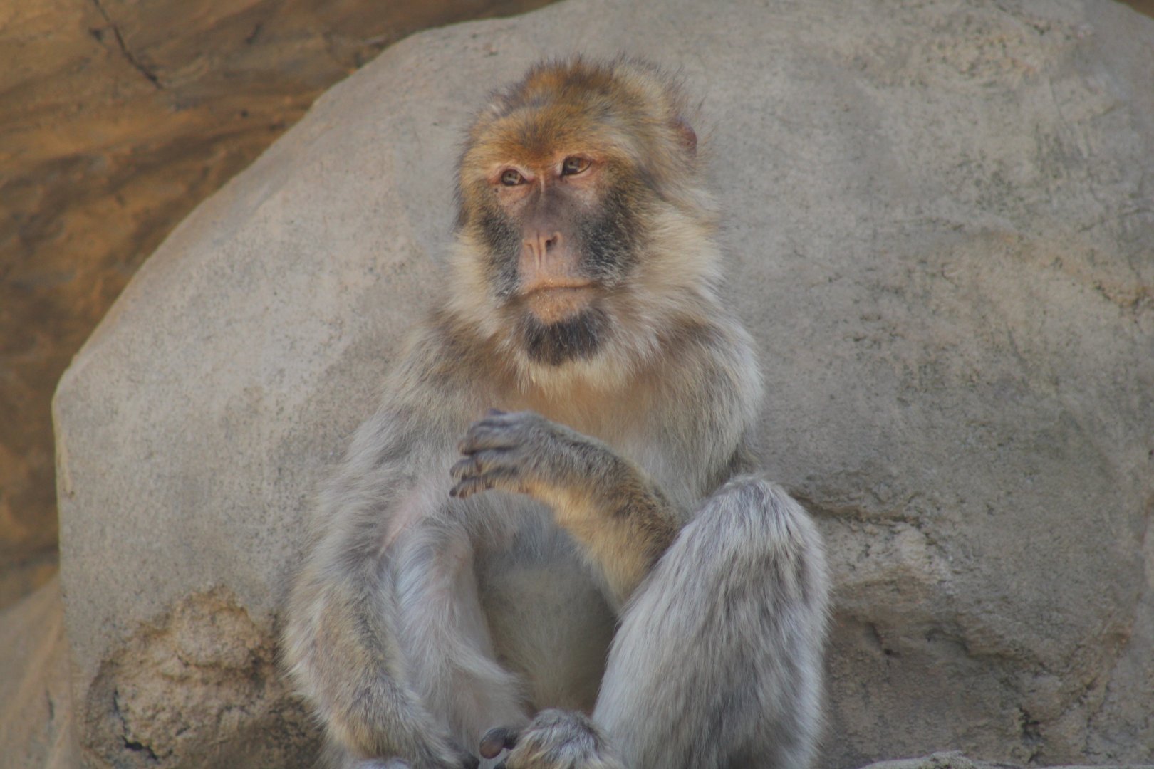 Barbary Macaque
