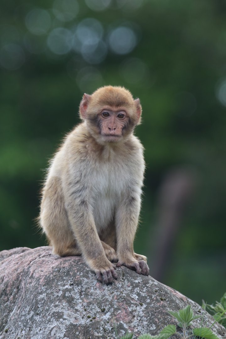 Barbary macaque