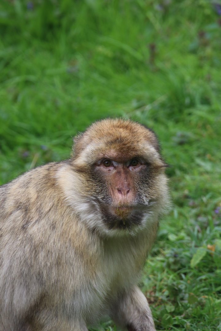 Barbary macaque
