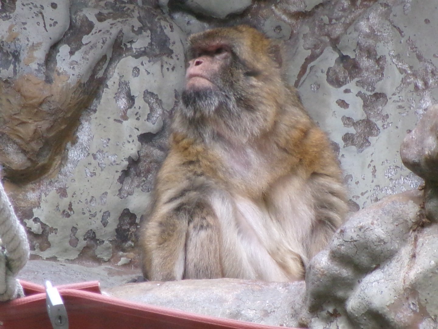 Barbary macaque