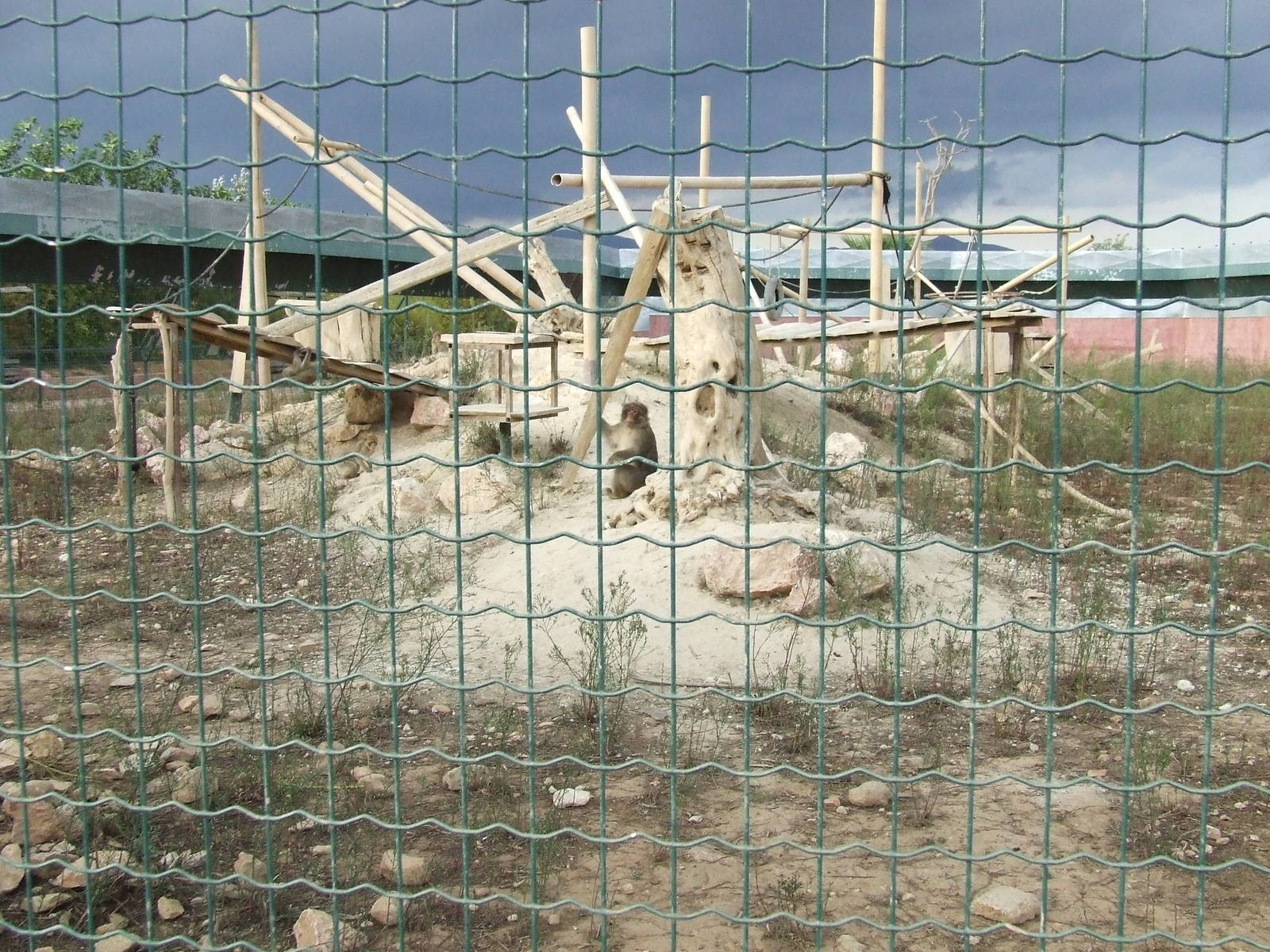 Barbary macaqueexhibit