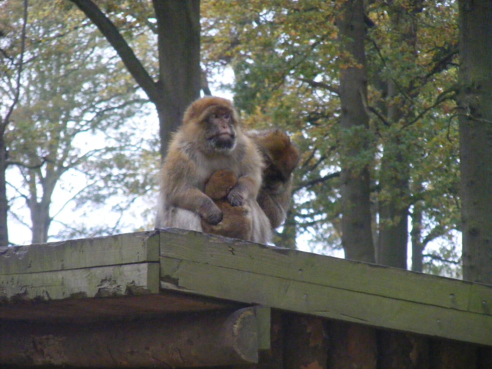 Barbary macaques at Woburn Safari Park, 14 November 2010